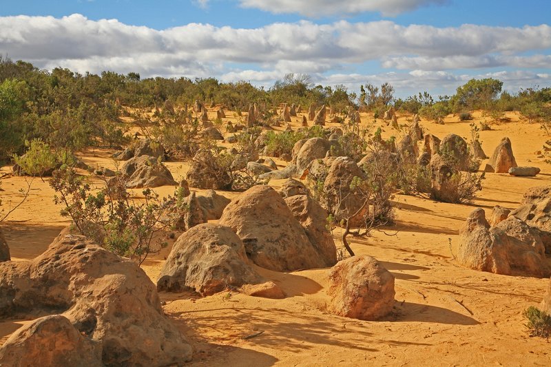Weathered limestone pinnacles rising from yellow desert sand in Nambung National Park