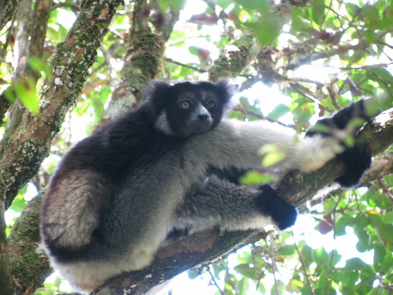 Indri lemur at Andasibe-Mantadia National Park, Madagascar
