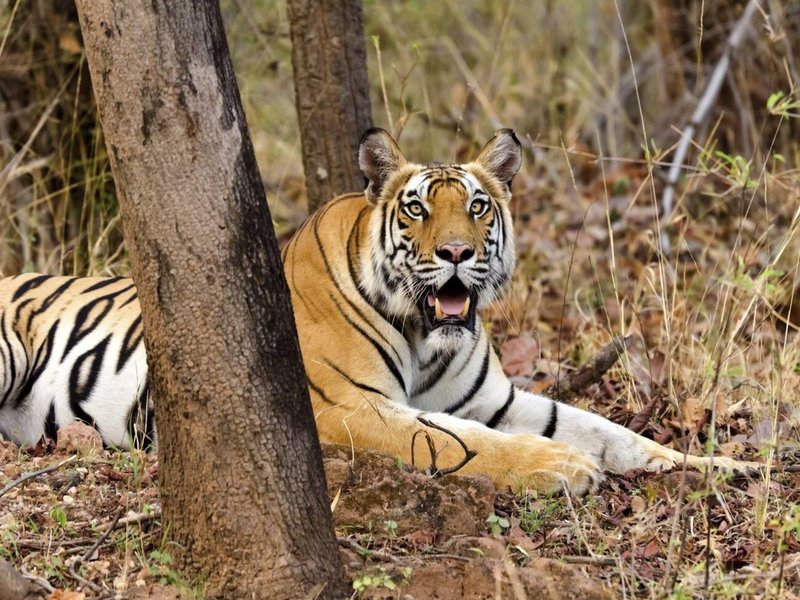 Bengal tiger resting at Bandhavgarh National Park, India
