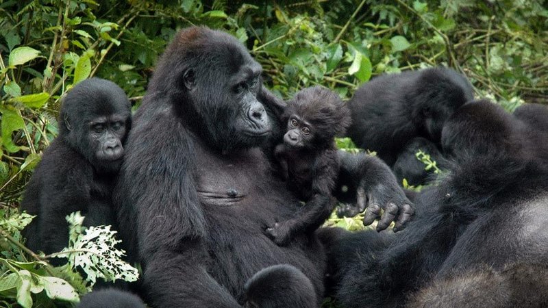 Mountain gorillas in Bwindi Impenetrable National Park, Uganda