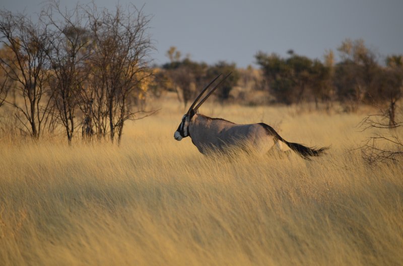 Oryx running in the Central Kalahari Game Reserve, Botswana