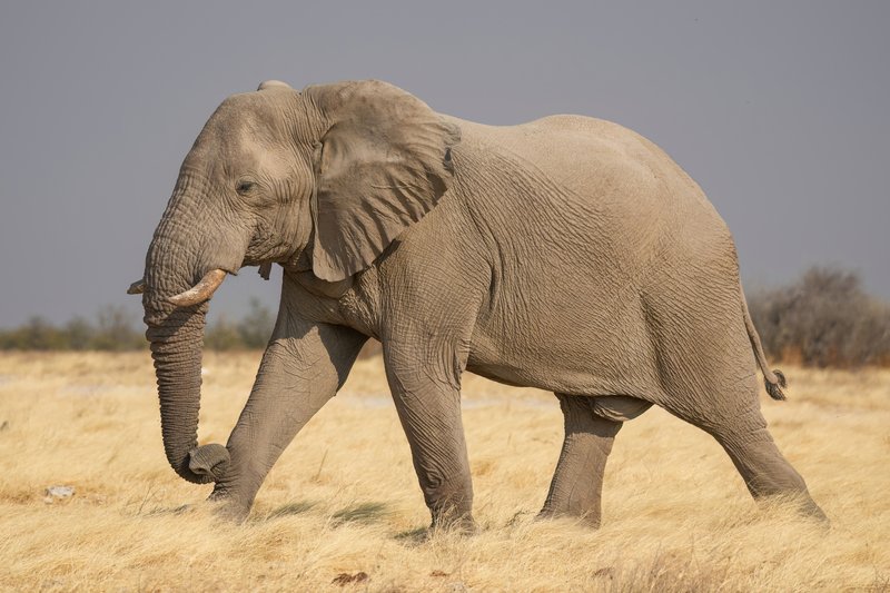 African bush elephant in Etosha National Park, Namibia