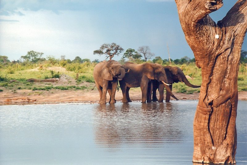 Young elephants at a waterhole in Hwange National Park, Zimbabwe