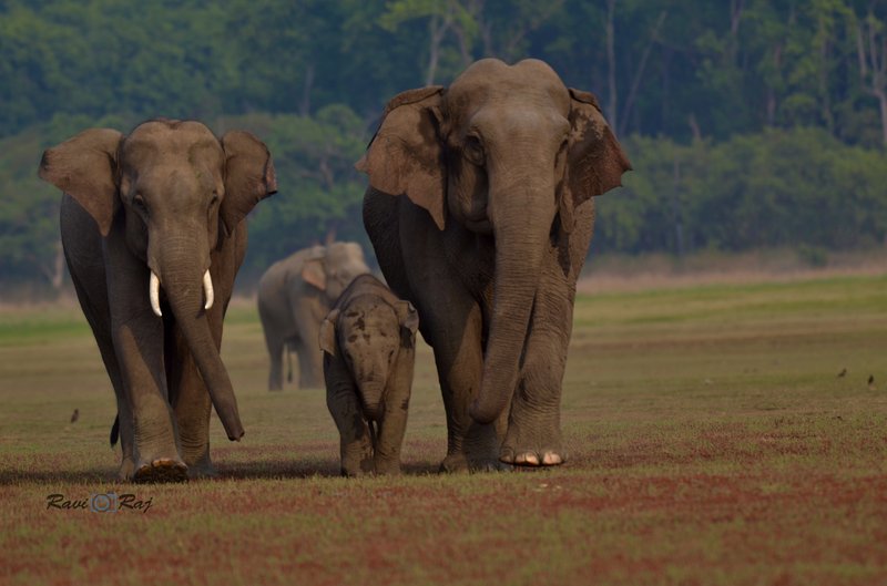 Elephant family at Jim Corbett National Park, India
