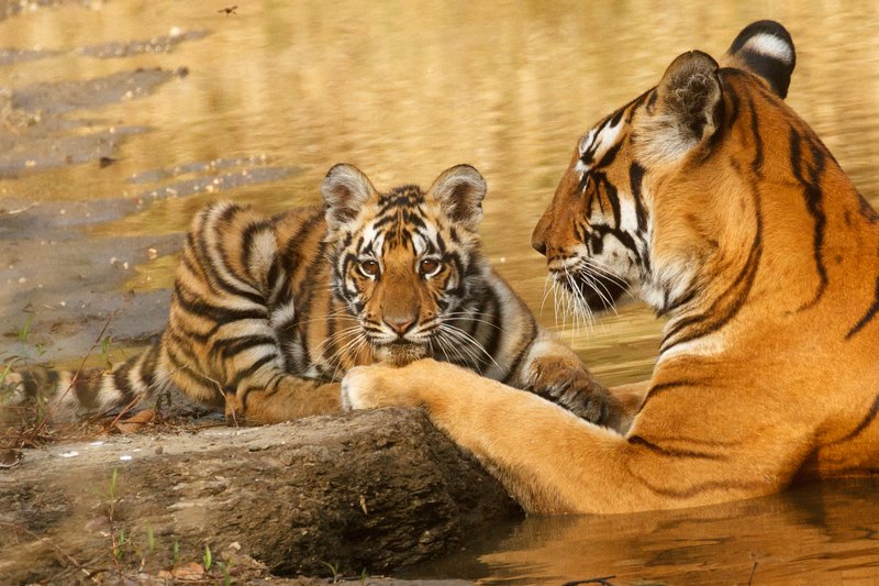 Tiger with cub at Kanha National Park, India