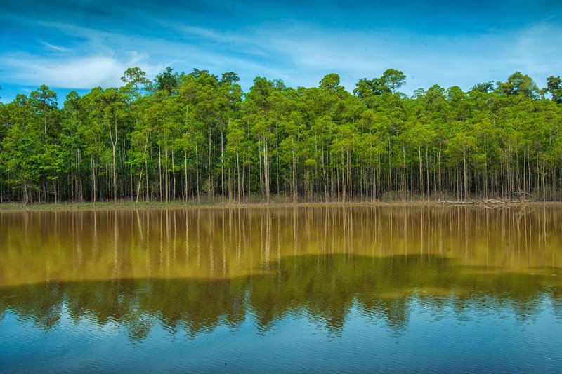 Kinabatangan River, Sabah, Malaysian Borneo