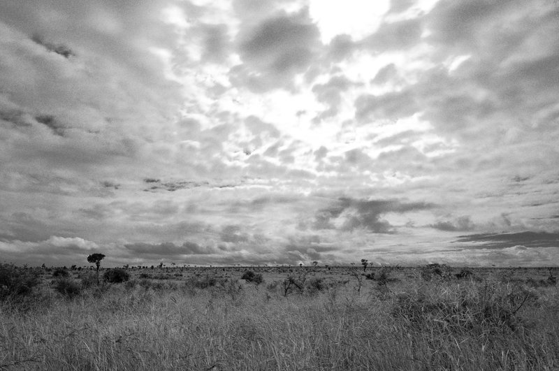 Savannah landscape in Kruger National Park, South Africa