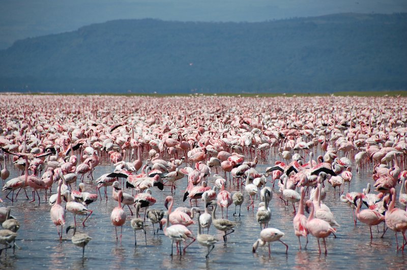 Flamingos at Lake Nakuru National Park, Kenya