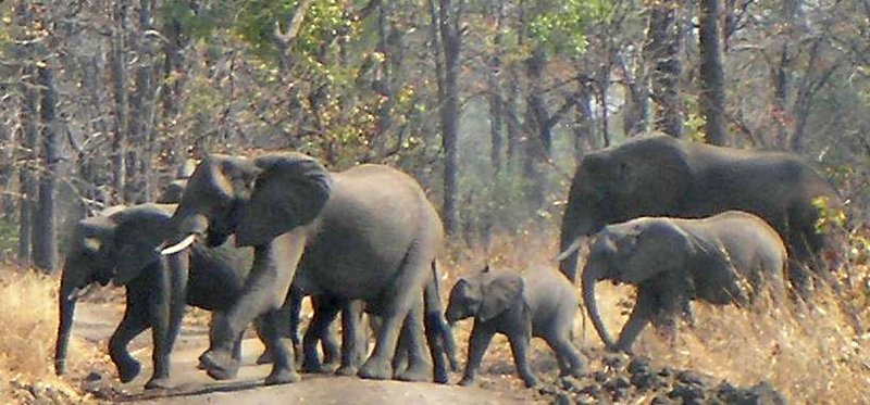 Elephants crossing a road in Liwonde National Park, Malawi