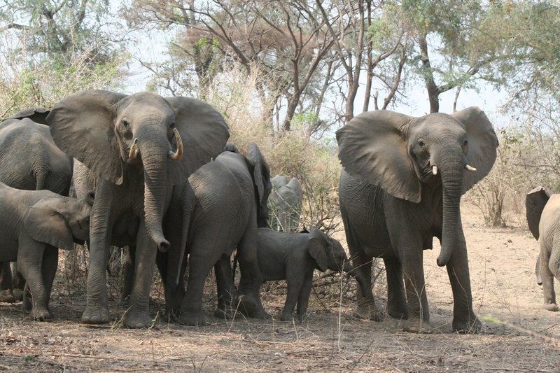 Elephants in Lower Zambezi National Park, Zambia