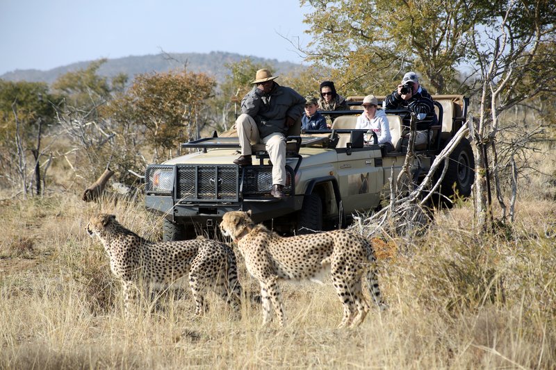 Safari vehicle on a game drive in Madikwe Game Reserve, South Africa
