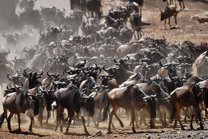 Wildebeest migration in the Masai Mara, Kenya