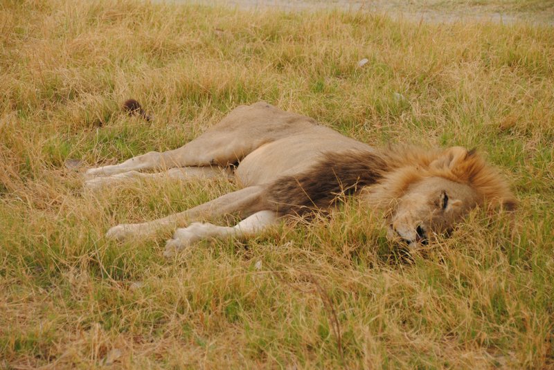 Lion in Moremi Game Reserve, Botswana