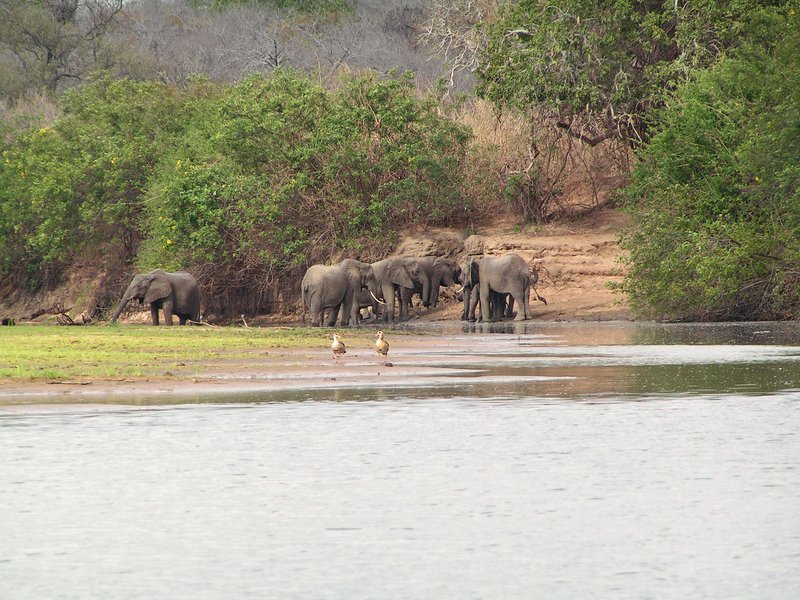 Elephants at the Rufiji River, Nyerere National Park (Selous), Tanzania