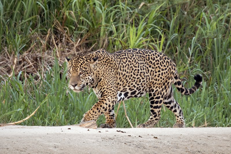 Jaguar on the Three Brothers River, Pantanal, Brazil