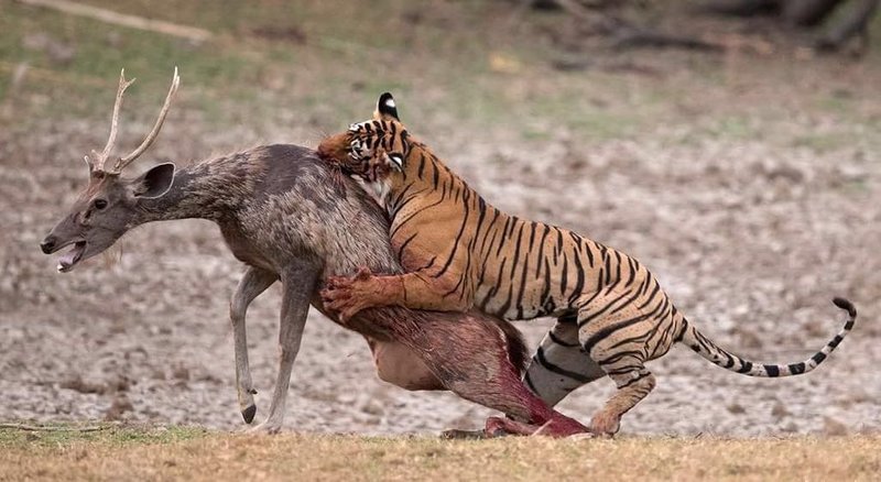 Bengal tiger at Ranthambore Tiger Reserve, India