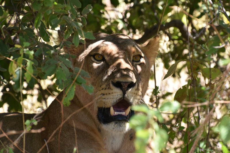 Lion in Ruaha National Park, Tanzania