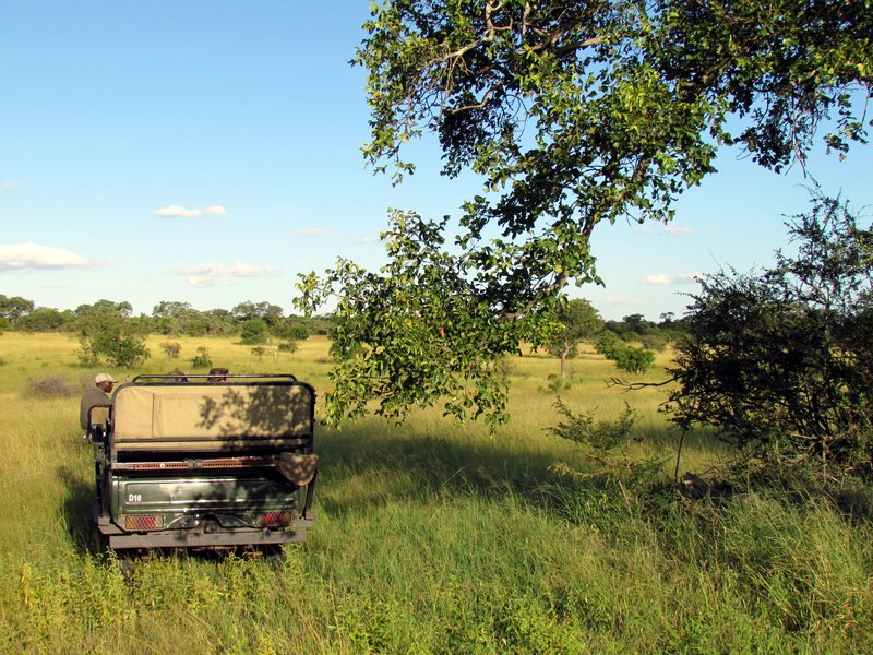 Safari game drive in Sabi Sand Game Reserve, South Africa