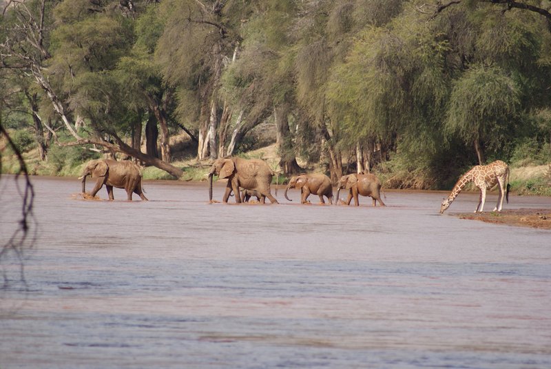 Elephants crossing the Ewaso Ng'iro river at Samburu, Kenya