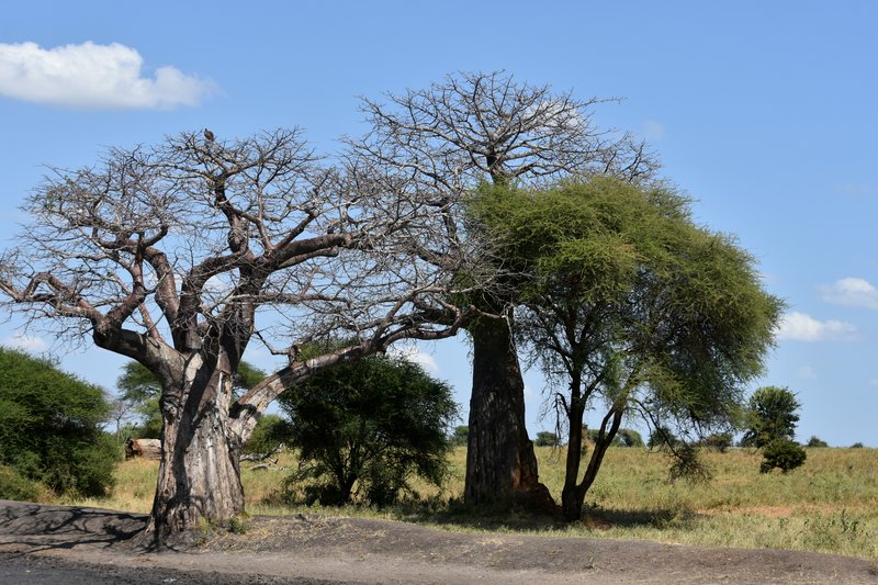 Baobab tree in Tarangire National Park, Tanzania