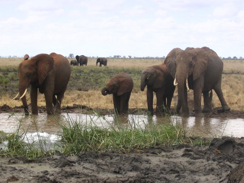 Elephants drinking at a waterhole in Tsavo East National Park, Kenya