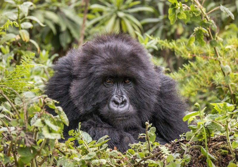 Mountain gorilla in Volcanoes National Park, Rwanda