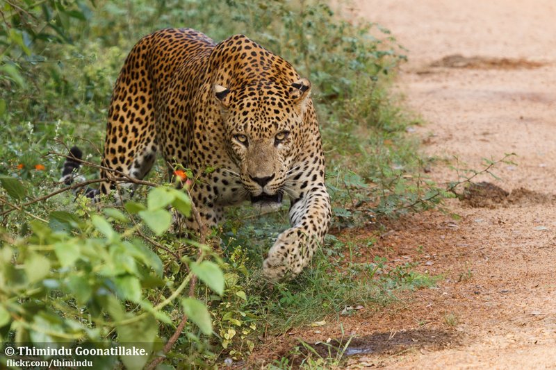 Sri Lankan leopard at Yala National Park