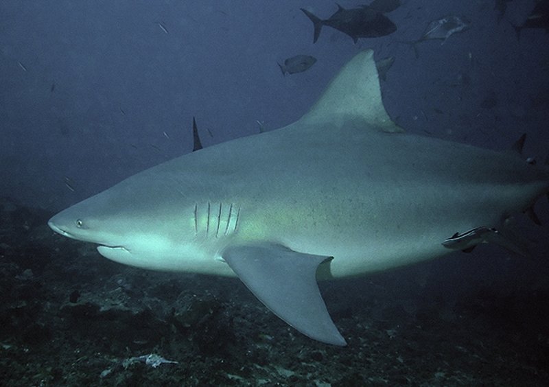 Bull shark swimming over the reef in Beqa Lagoon, Fiji