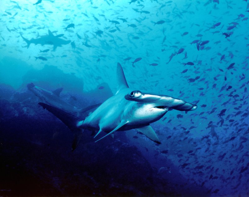 Scalloped hammerhead shark near Cocos Island, Costa Rica