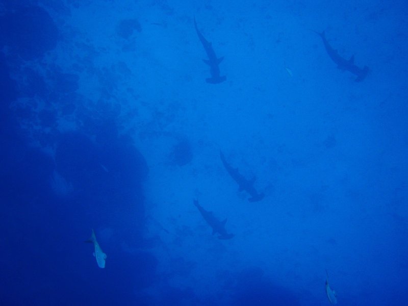 School of scalloped hammerhead sharks at Wolf Island, Galápagos