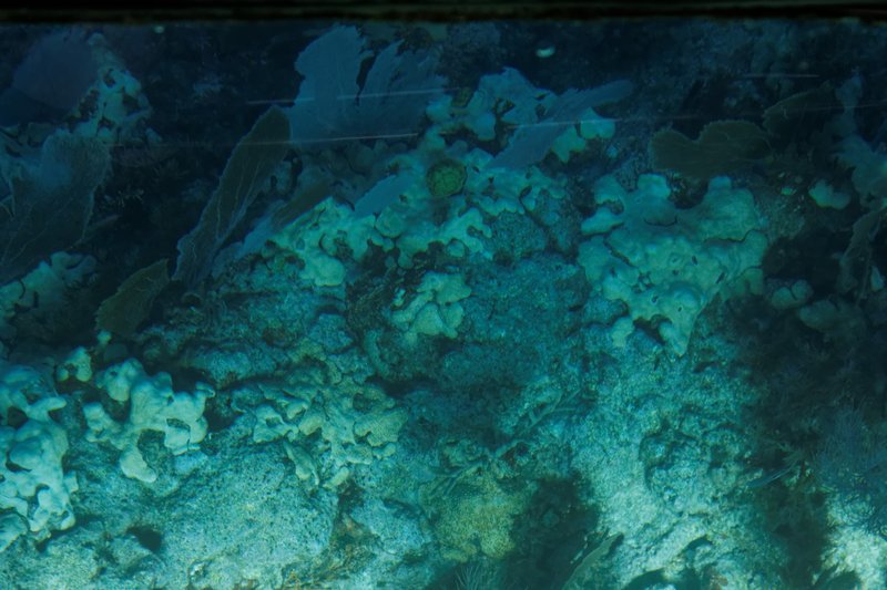 Clear shallow water over the reef at John Pennekamp Coral Reef State Park, Key Largo