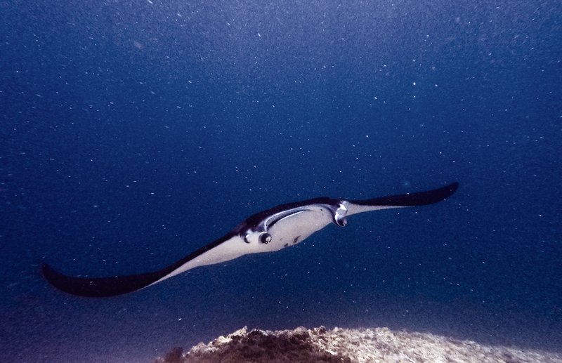 A reef manta ray gliding over the seafloor in Komodo National Park, Indonesia