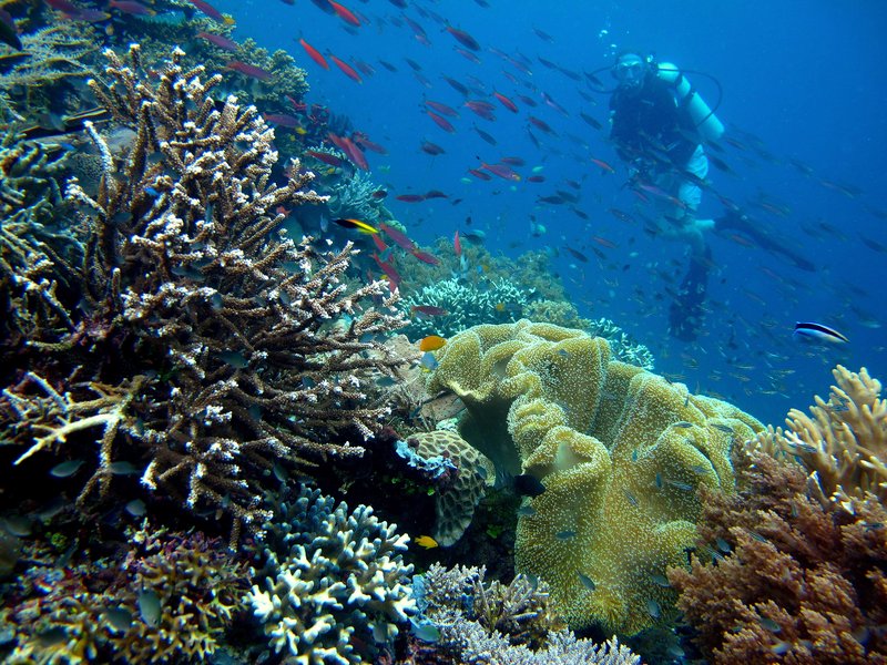 Diver over a coral reef teeming with reef fish in Raja Ampat