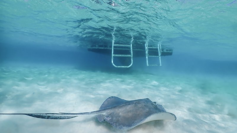 Southern stingrays gathering in shallow water at Stingray City, Grand Cayman