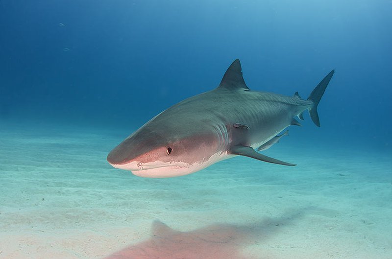 Tiger shark at Tiger Beach off Grand Bahama