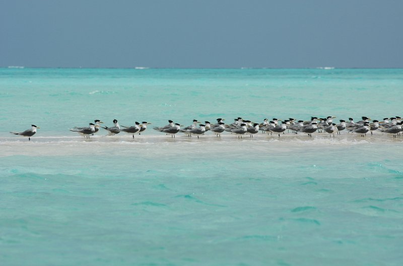 Terns resting on a sandbar in Tubbataha Reefs Natural Park