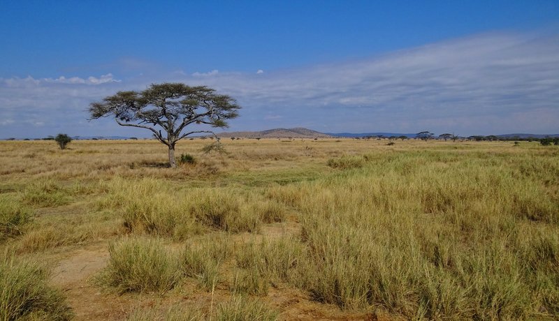 Open Serengeti savanna landscape with acacia trees and golden grass