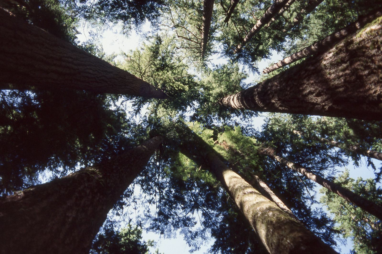 Ancient Douglas fir forest on Vancouver Island, British Columbia