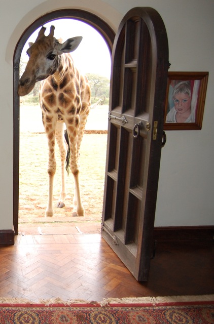 A Nubian giraffe poking its head through the front door of Giraffe Manor in Nairobi