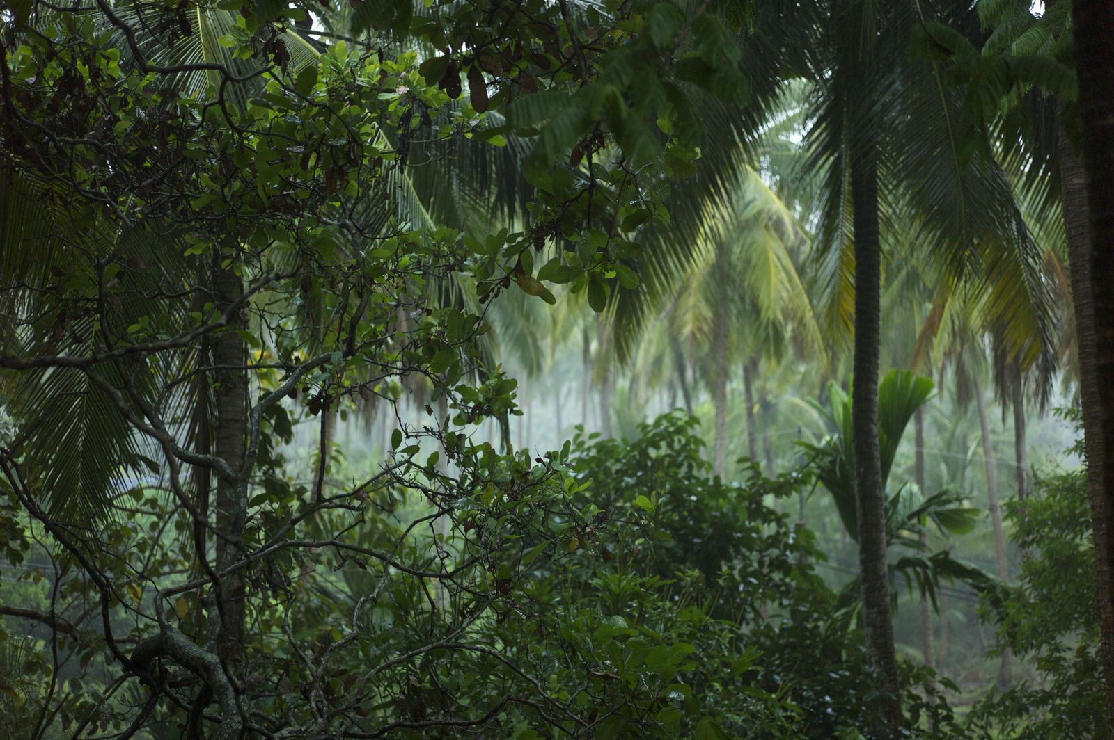Dense Thai tropical rainforest canopy