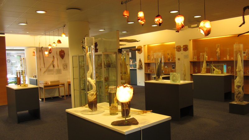 Icelandic Phallological Museum, Reykjavik, Iceland