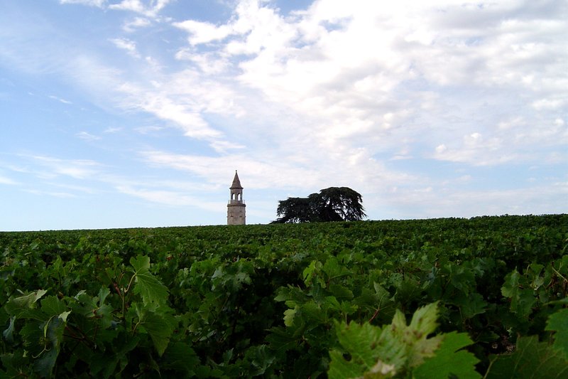 Vineyard rows in the Haut-Médoc wine region of Bordeaux, France