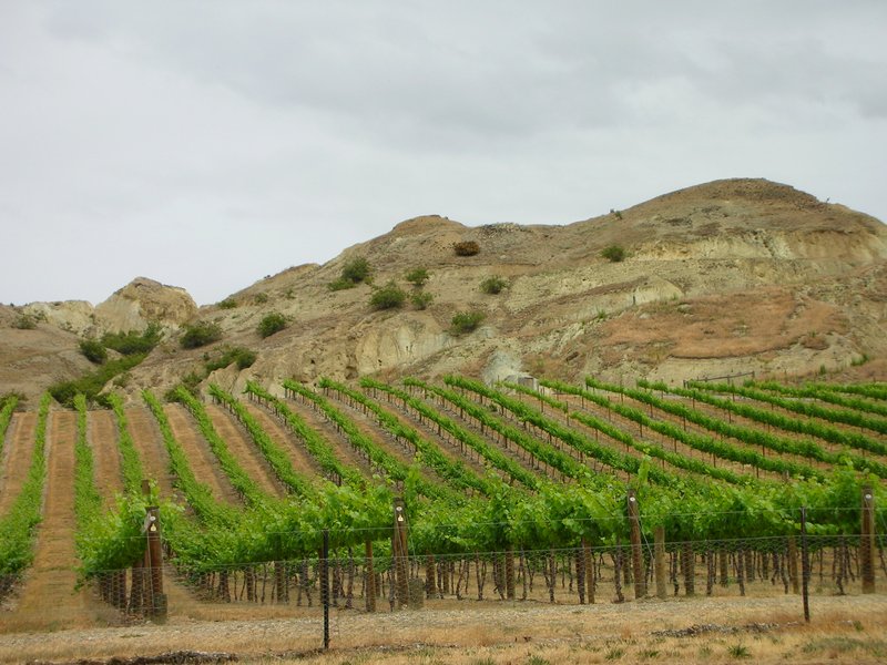 Wine and vineyard landscape of Central Otago, New Zealand's southernmost wine region