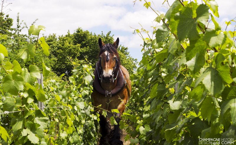 Vineyards of the Champagne wine region, France