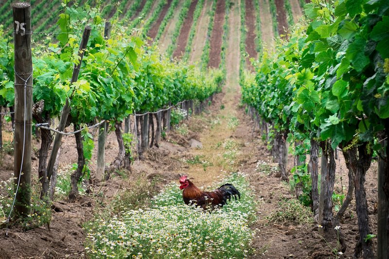Vineyard rows at Matetic Wines in Chile's Casablanca Valley