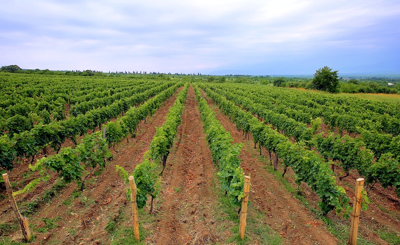 Rows of vines at Chateau Zegaani in Georgia's Kakheti wine region