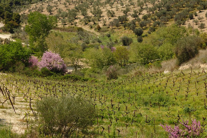 Olive trees and vines in Nemea, Corinthia, Peloponnese, Greece