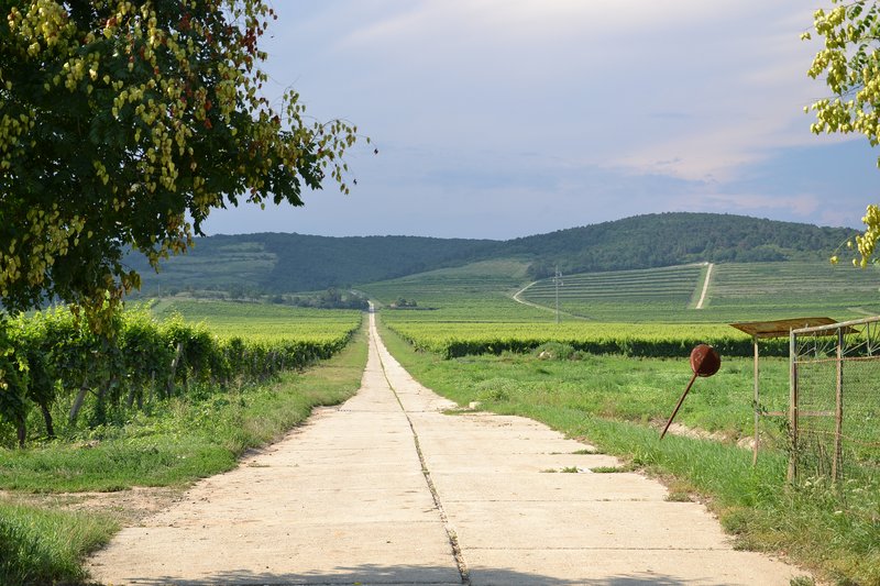 Vineyard rows on the hills near Tokaj, Hungary