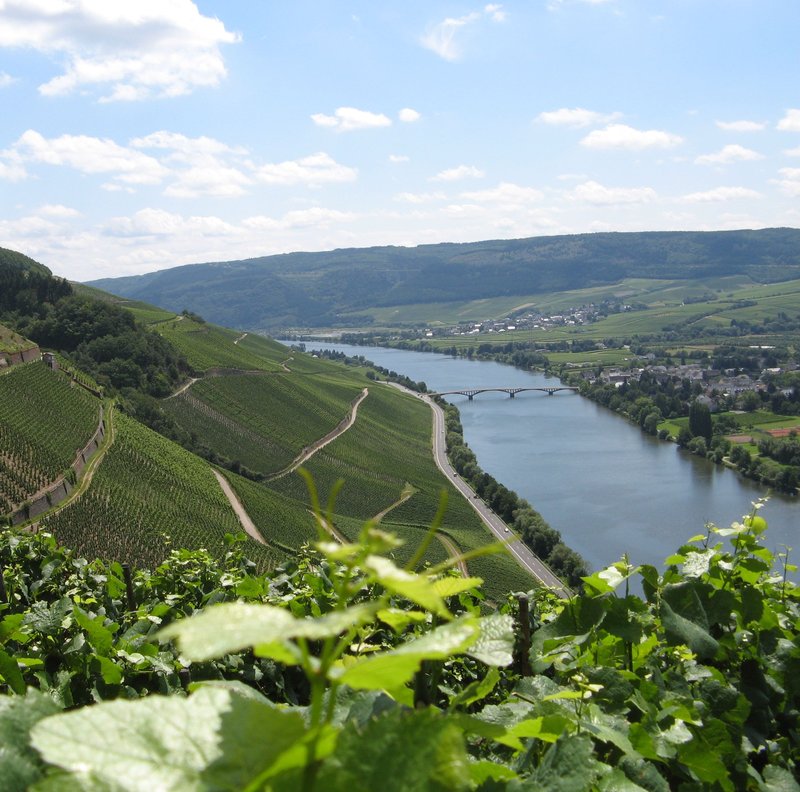 Steep slate hillside vineyard at Schweicher Annaberg in the Mosel, Germany
