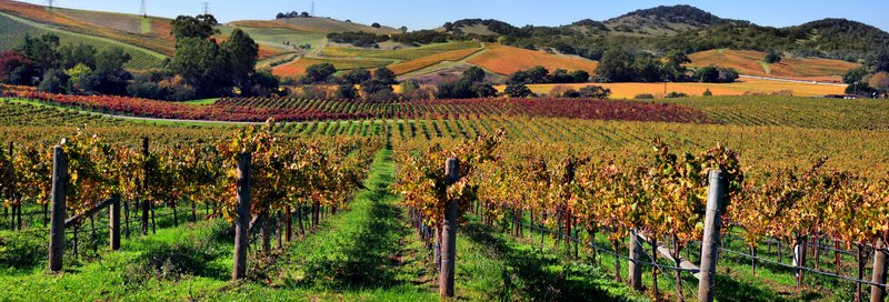 Aerial view of Napa Valley, California, with vineyard-covered valley floor
